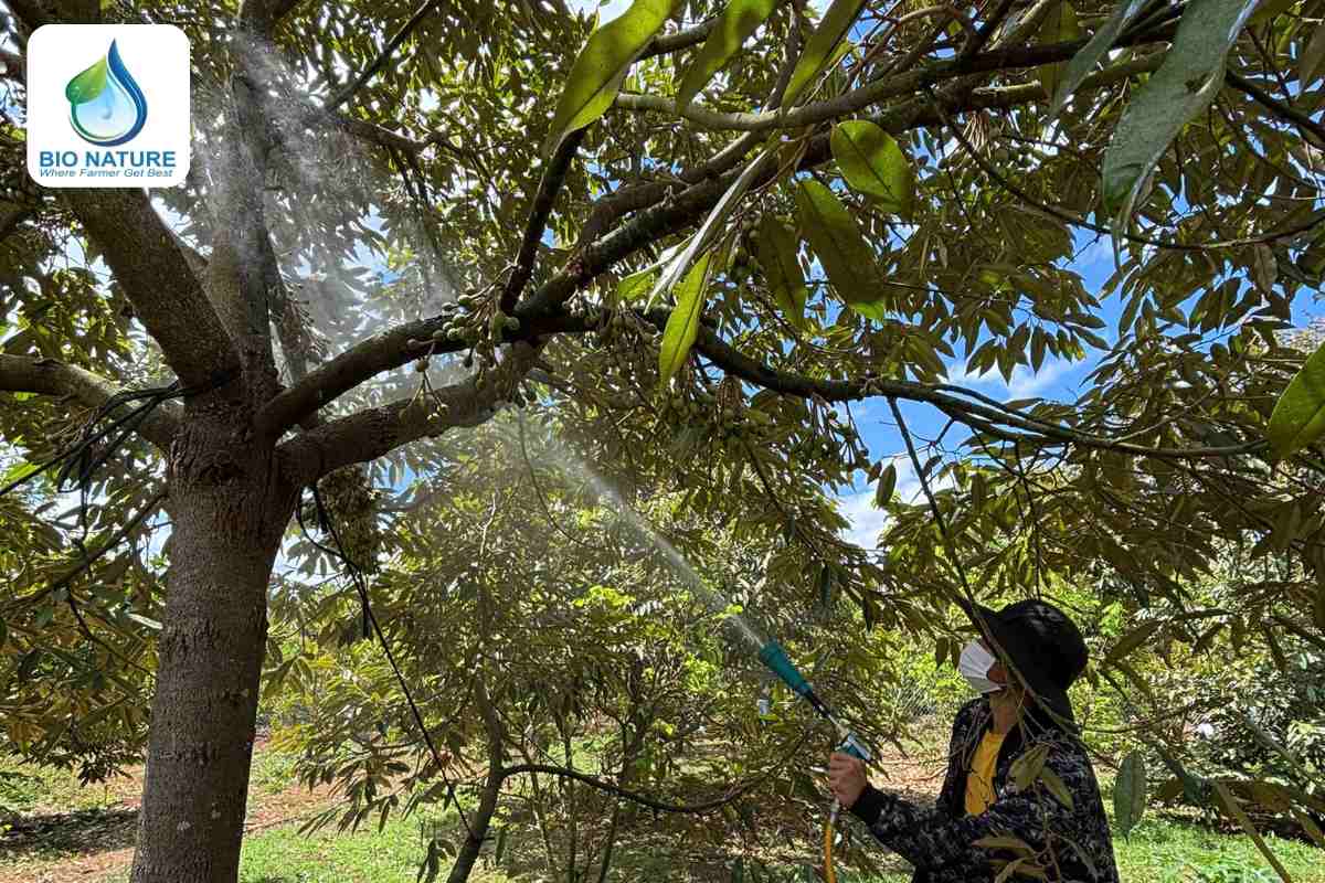 Bổ sung dinh dưỡng cho cây sầu