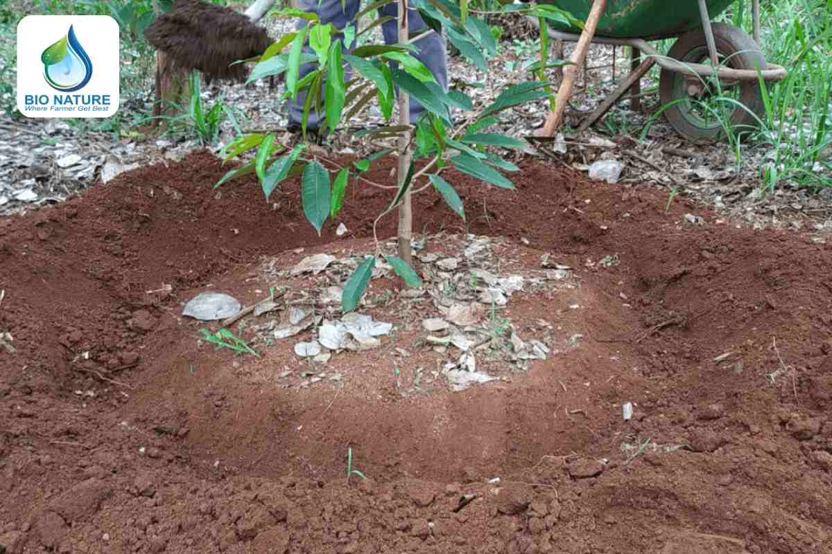 Bổ sung dinh dưỡng cho cây