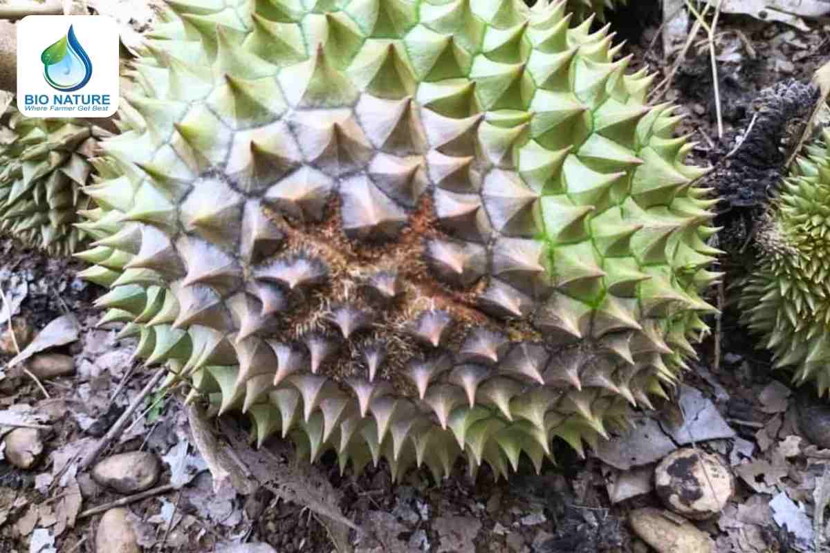 Chủ động phòng trừ nấm trái