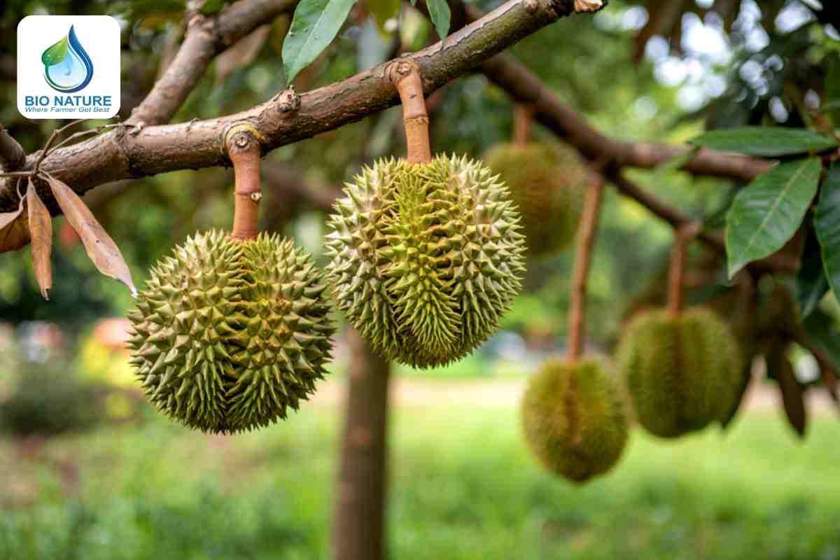 Cung cấp dinh dưỡng - Phục hồi sức cây