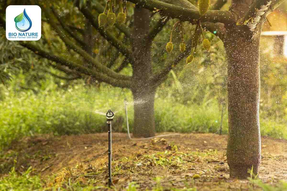 Điều tiết nước cho cây sầu