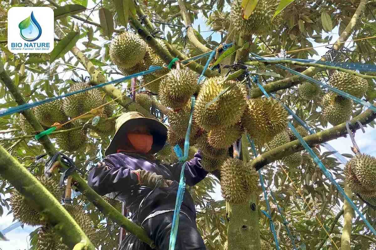 Kỹ càng trong việc cột cành, cột trái