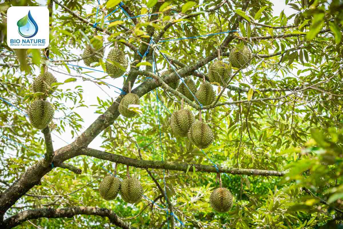 Luôn theo dõi tình trạng vườn cây