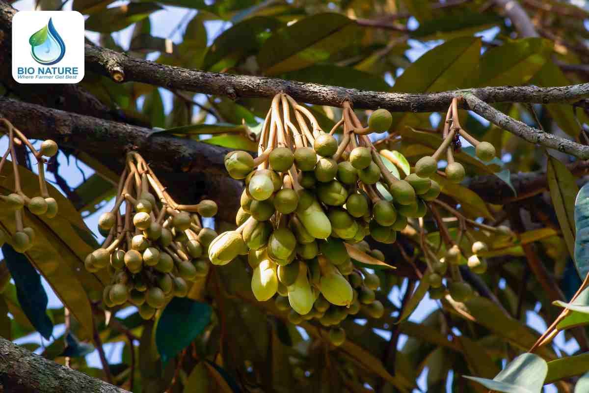 Những sai lầm cần tránh khi sầu riêng rụng hoa, rụng trái