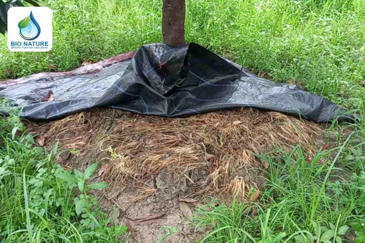 Phủ gốc giữ ẩm