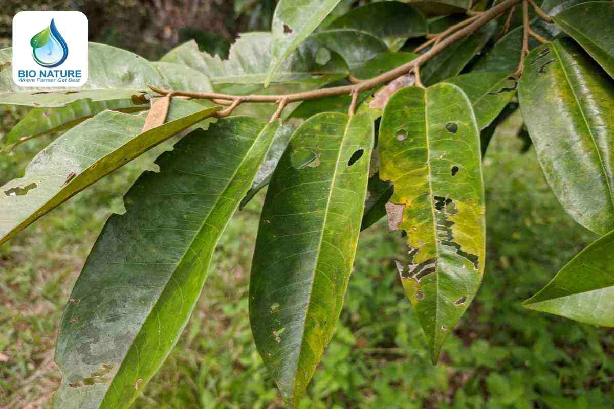 Quản lý sâu bệnh