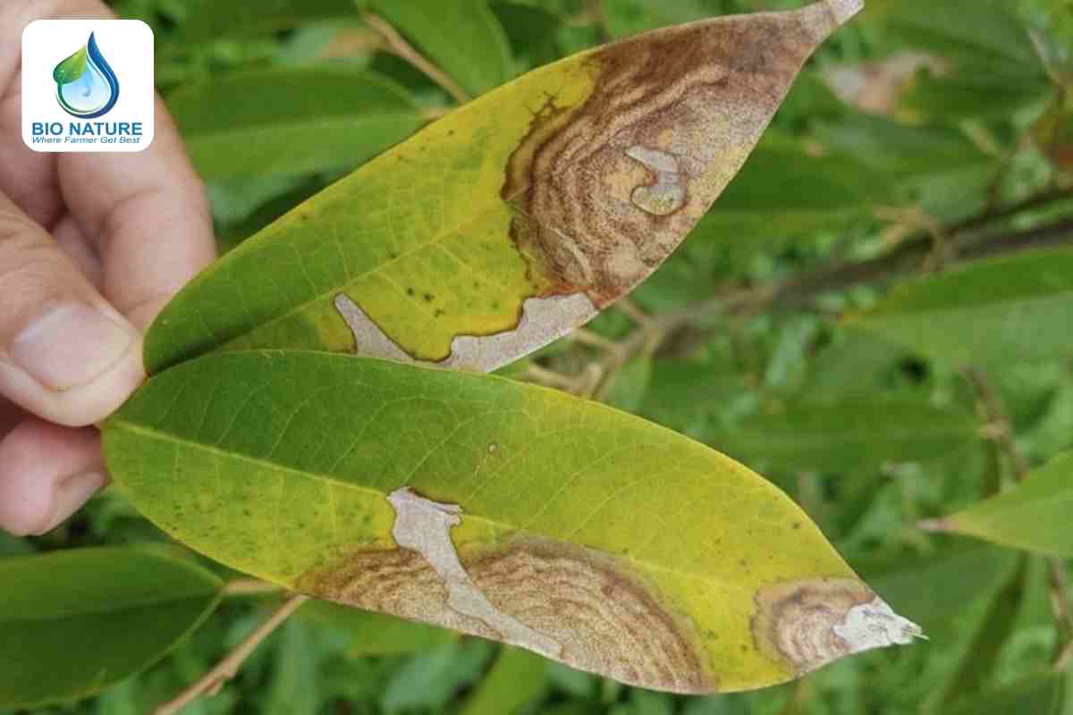 Sâu bệnh và nấm bệnh