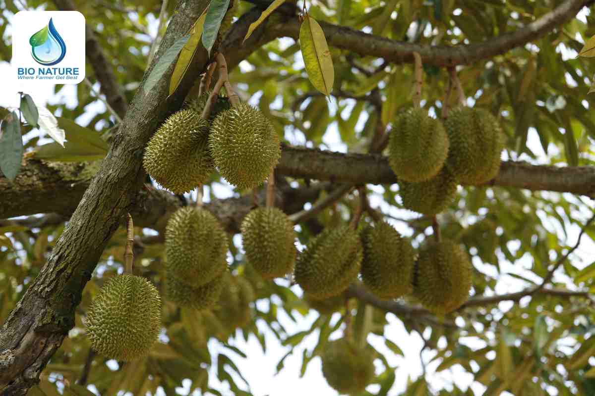 Theo dõi quản lý vườn