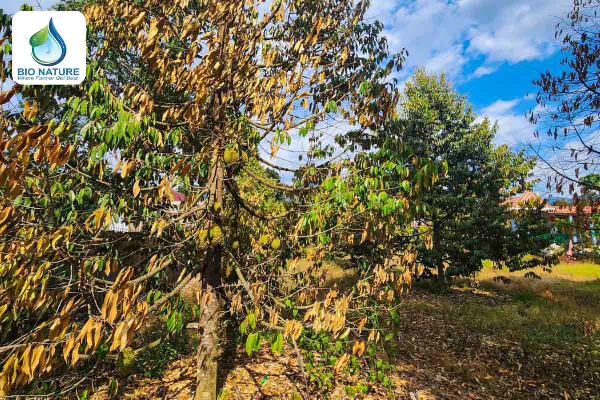 Thiếu dinh dưỡng khiến cây sầu suy yếu