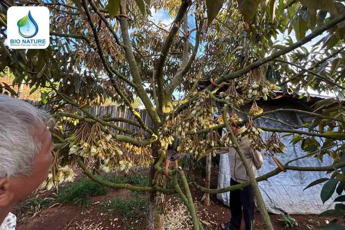 Tỉa bớt hoa và trái