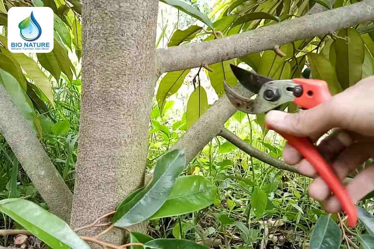 Tỉa cành và tạo tán cho cây