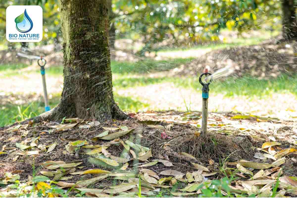 Tưới vào thời điểm thích hợp