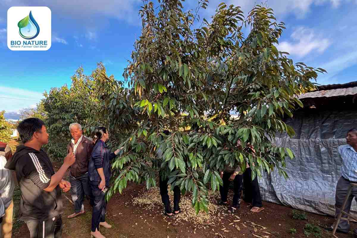 Xử lý đợt hoa không đều