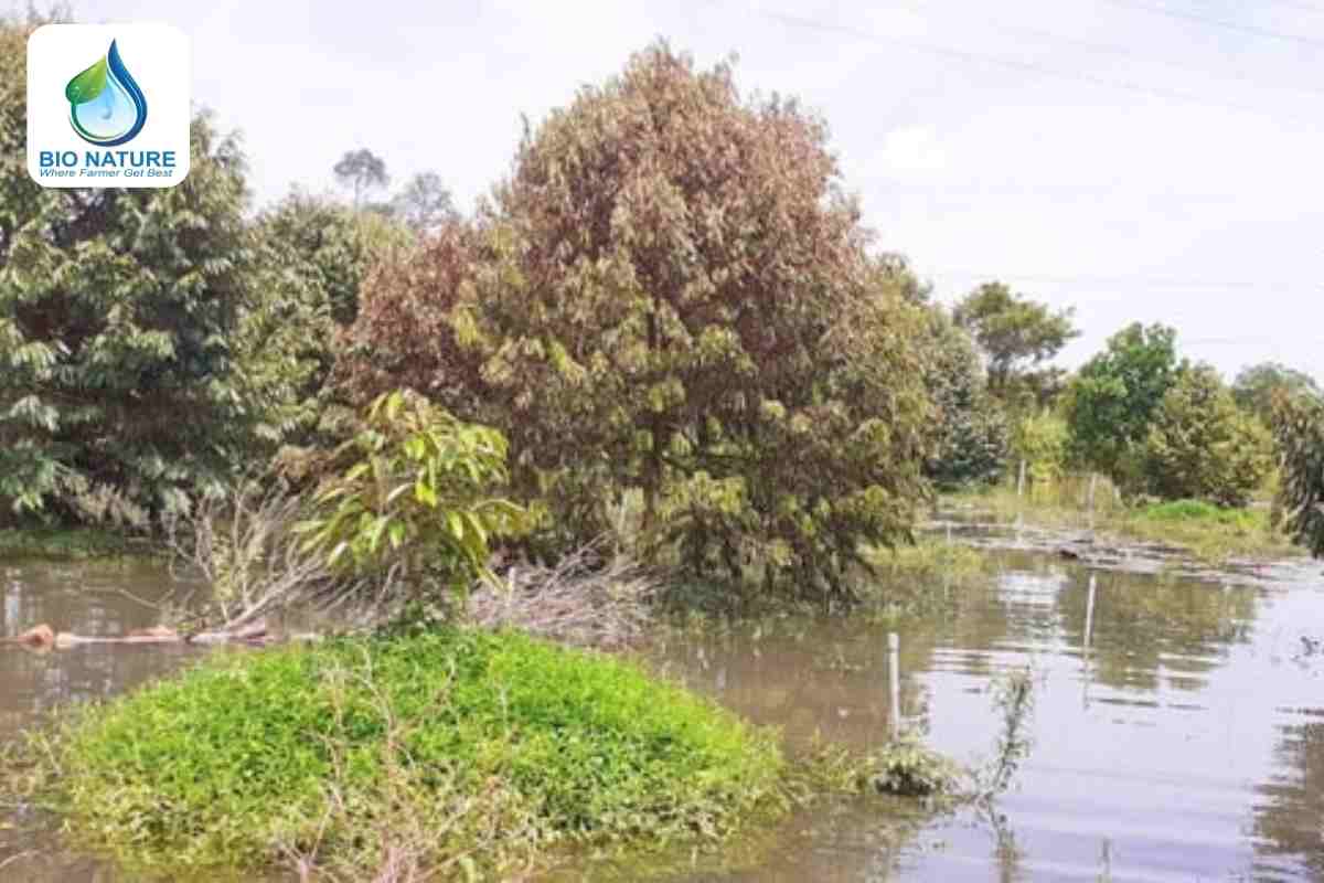 Xử lý ngay sau mưa lớn